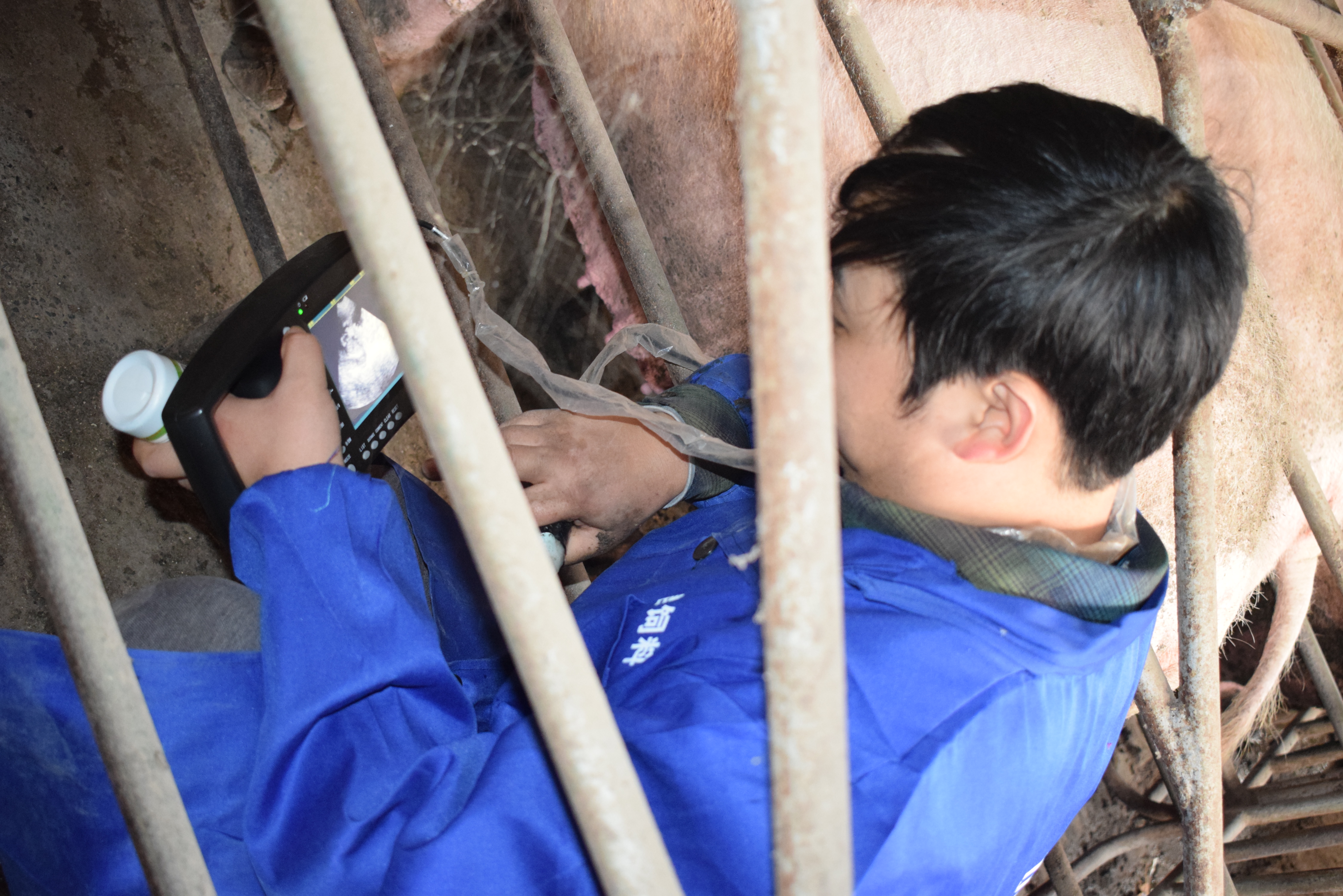 BXL animal ultrasound instrument pig farm backfat eye muscle test case(图3)