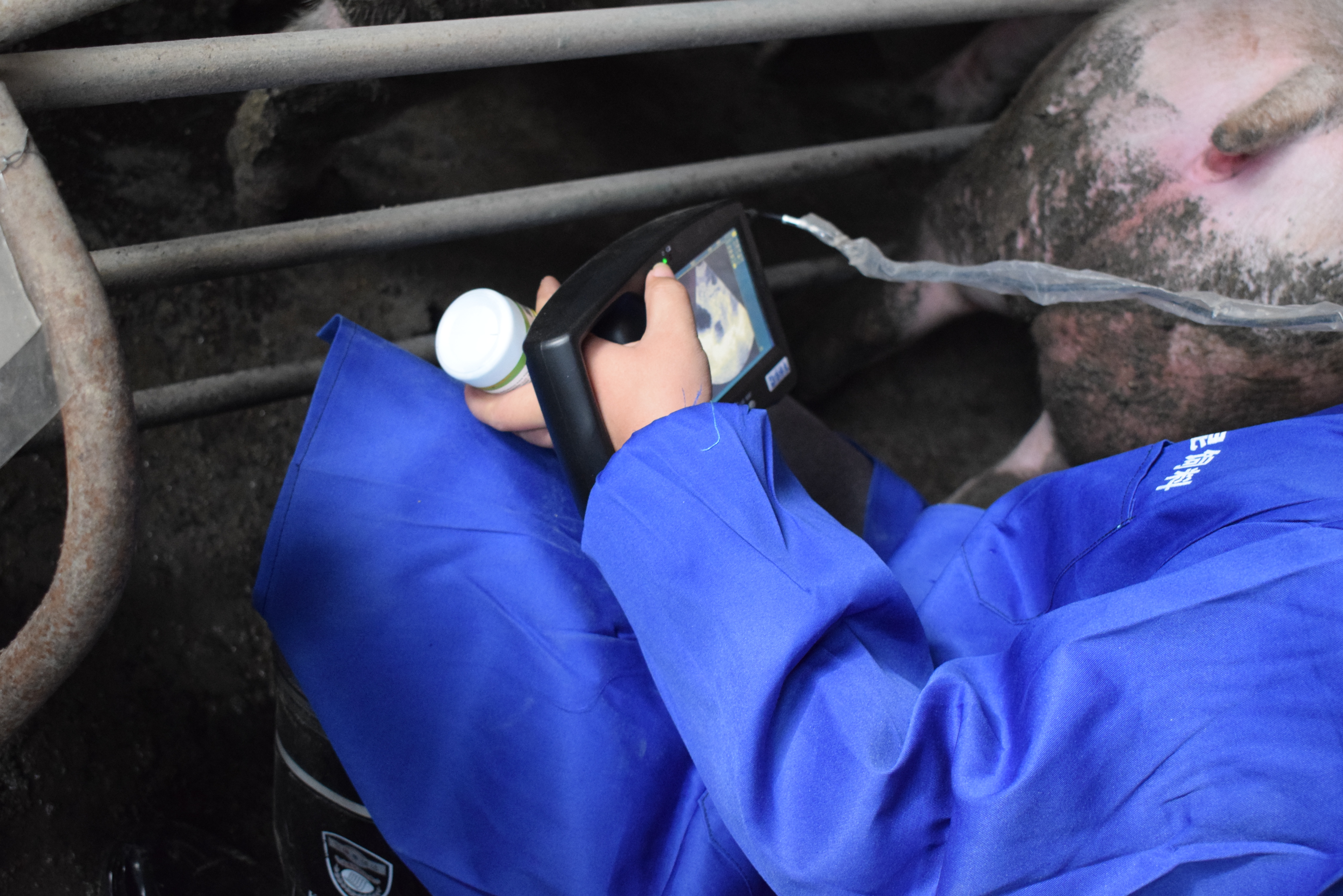 BXL animal ultrasound instrument pig farm backfat eye muscle test case(图7)