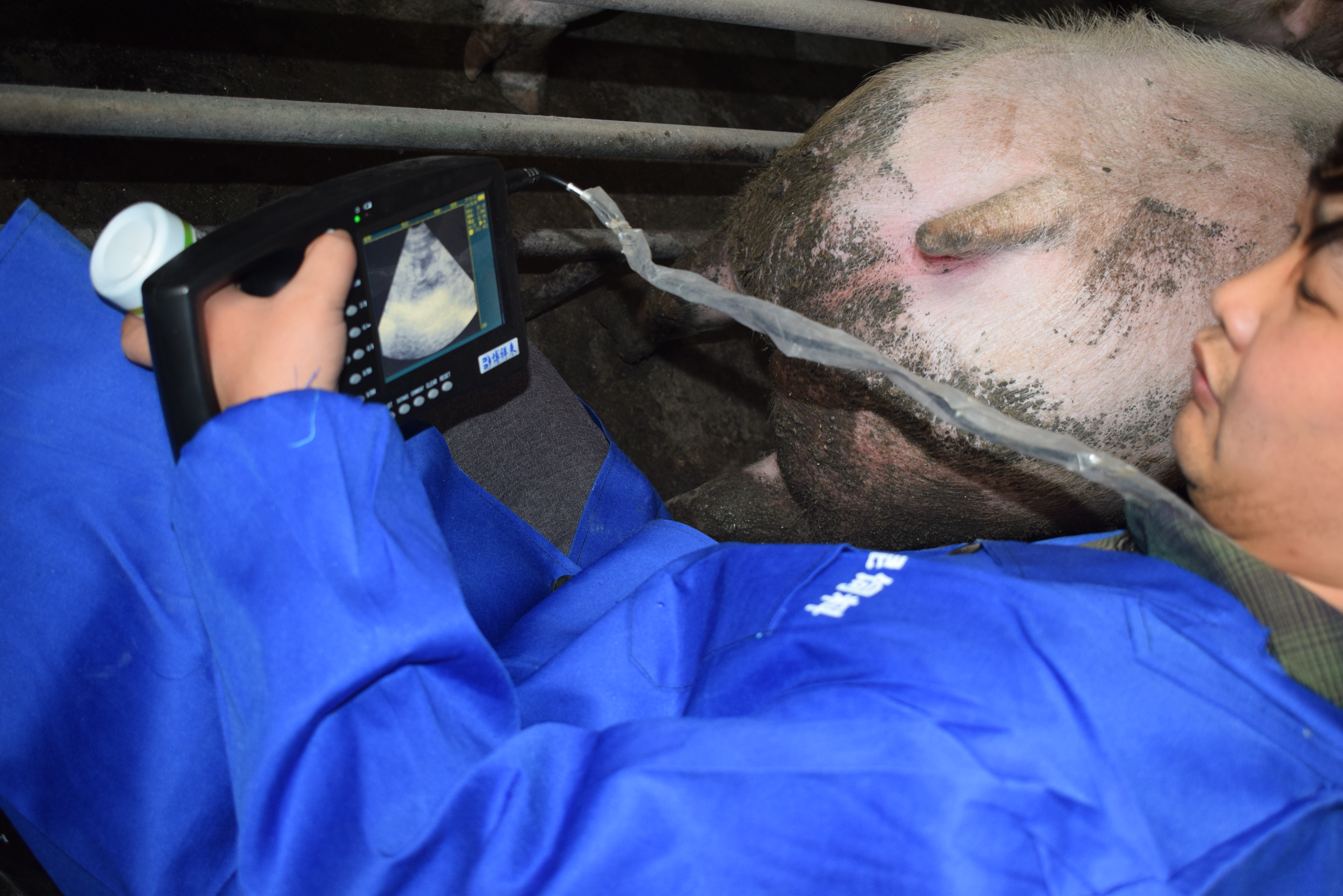 BXL animal ultrasound instrument pig farm backfat eye muscle test case(图6)