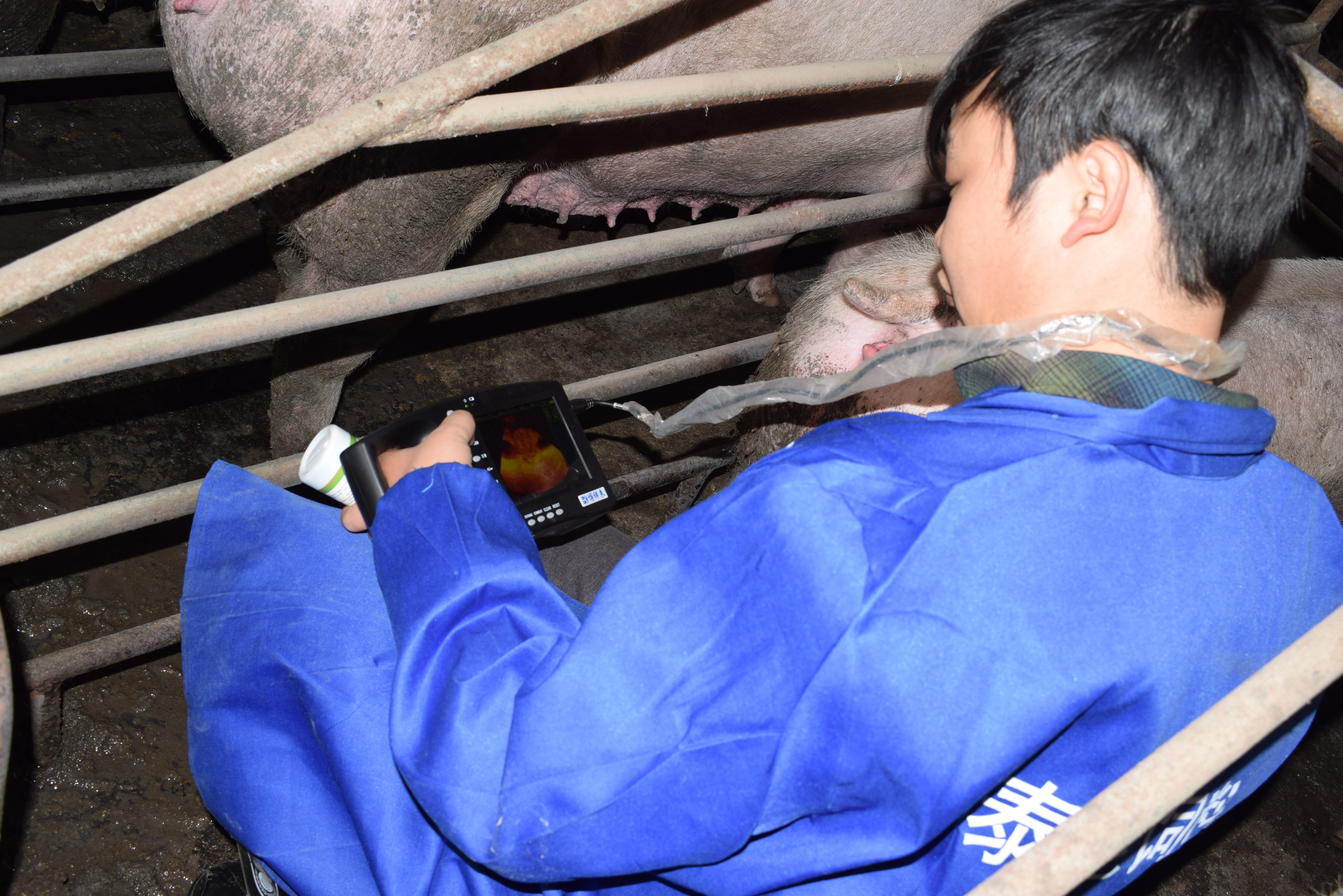 BXL animal ultrasound instrument pig farm backfat eye muscle test case(图9)