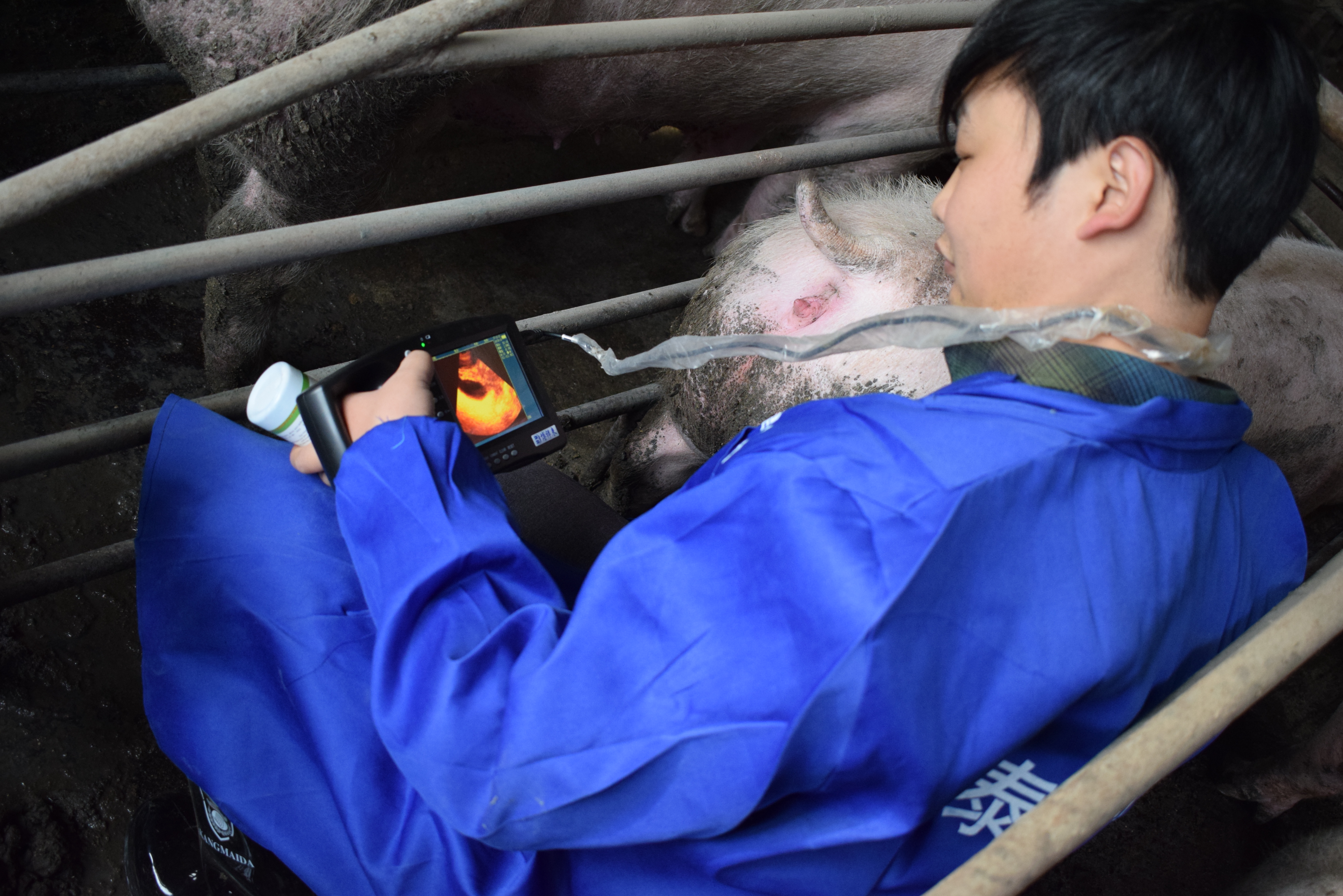 BXL animal ultrasound instrument pig farm backfat eye muscle test case(图10)