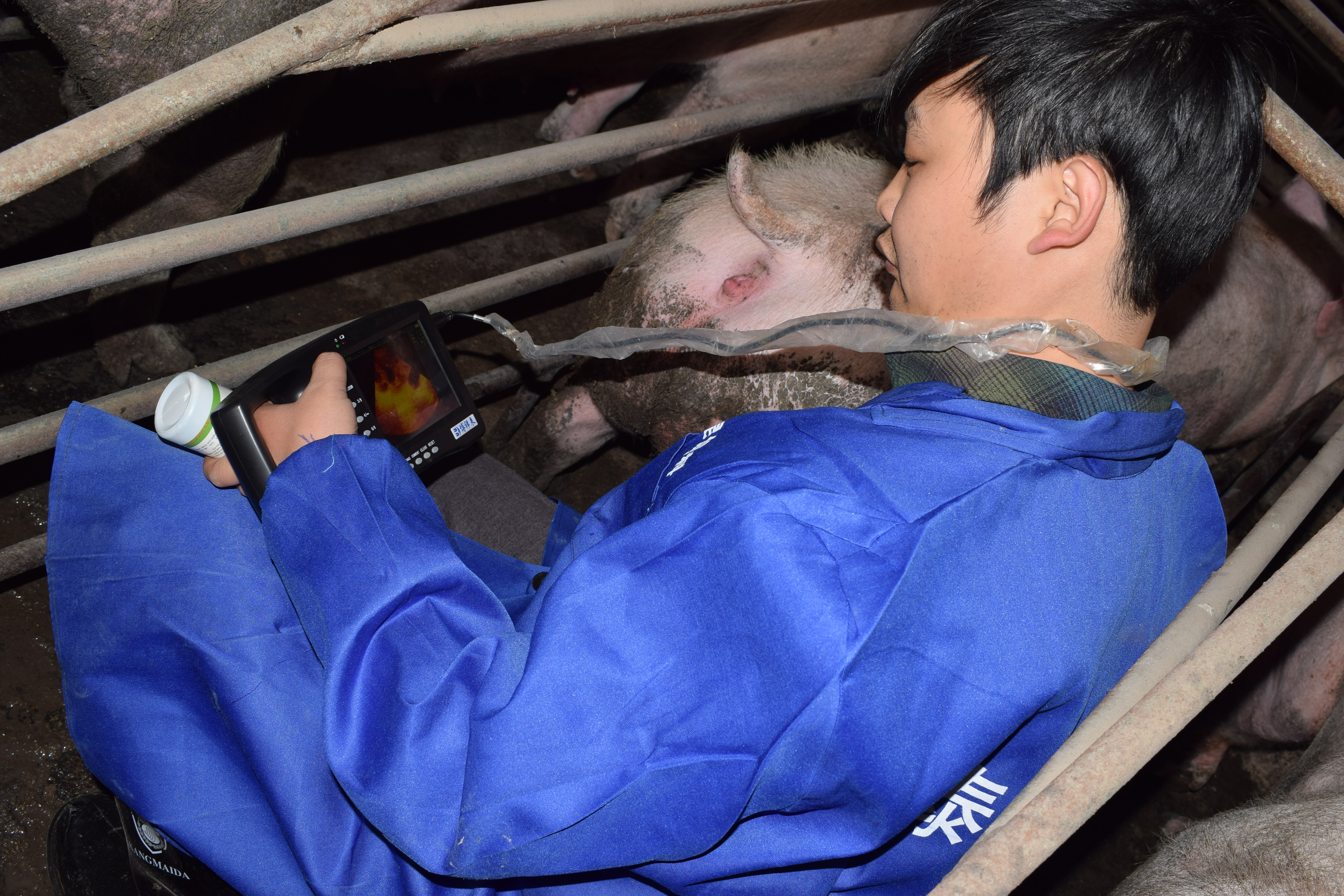 BXL animal ultrasound instrument pig farm backfat eye muscle test case(图11)