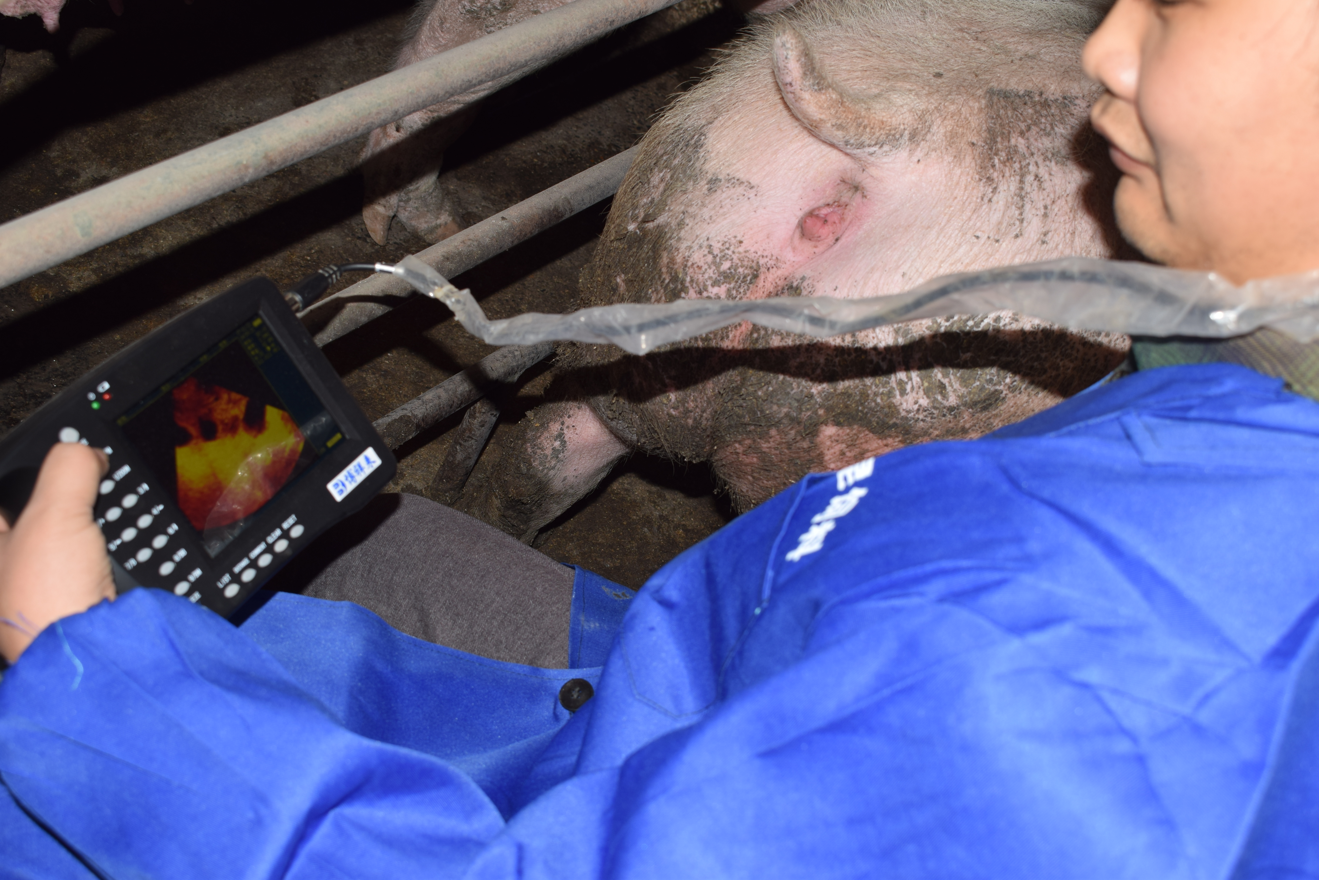 BXL animal ultrasound instrument pig farm backfat eye muscle test case(图12)