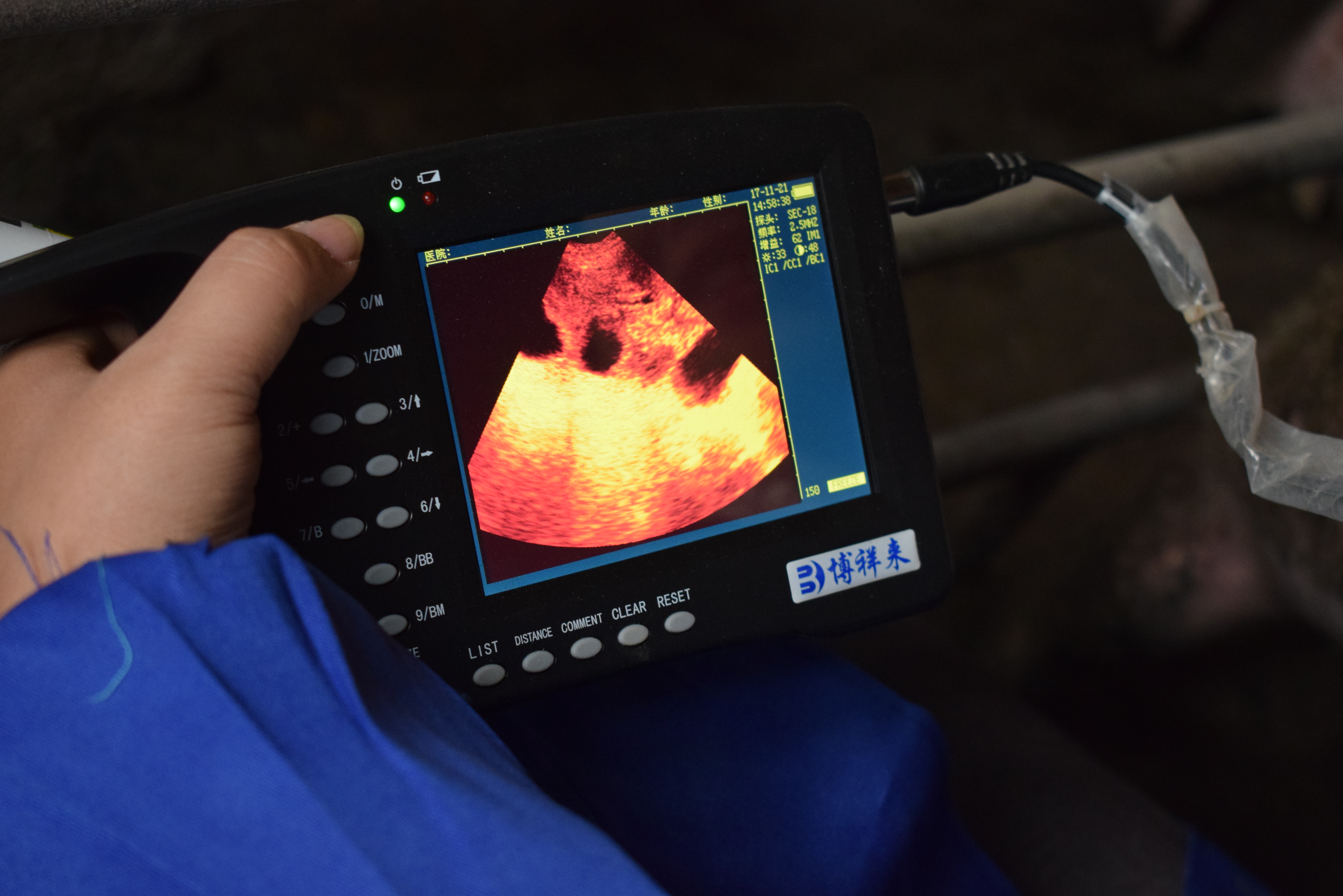 BXL animal ultrasound instrument pig farm backfat eye muscle test case(图13)