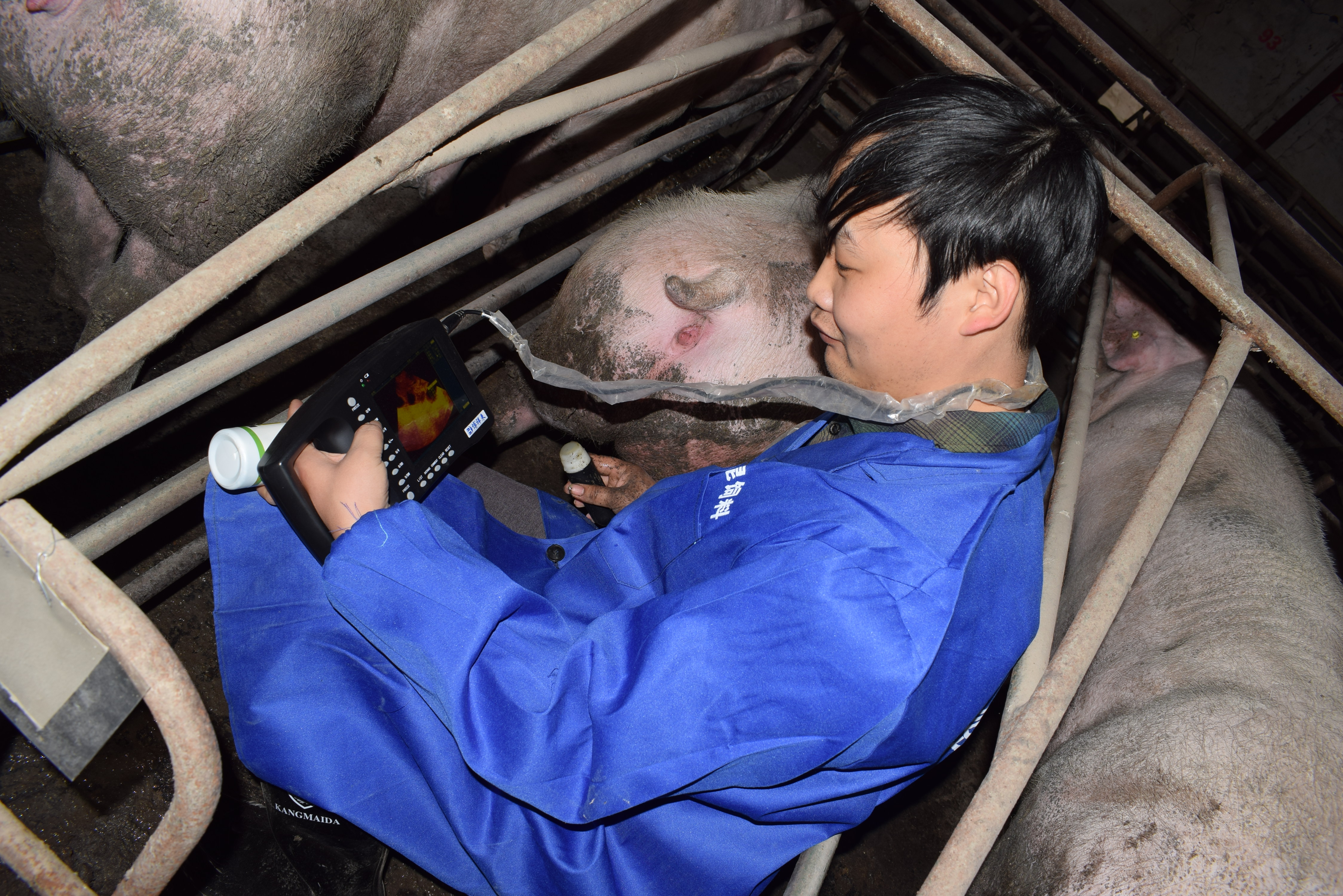 BXL animal ultrasound instrument pig farm backfat eye muscle test case(图14)