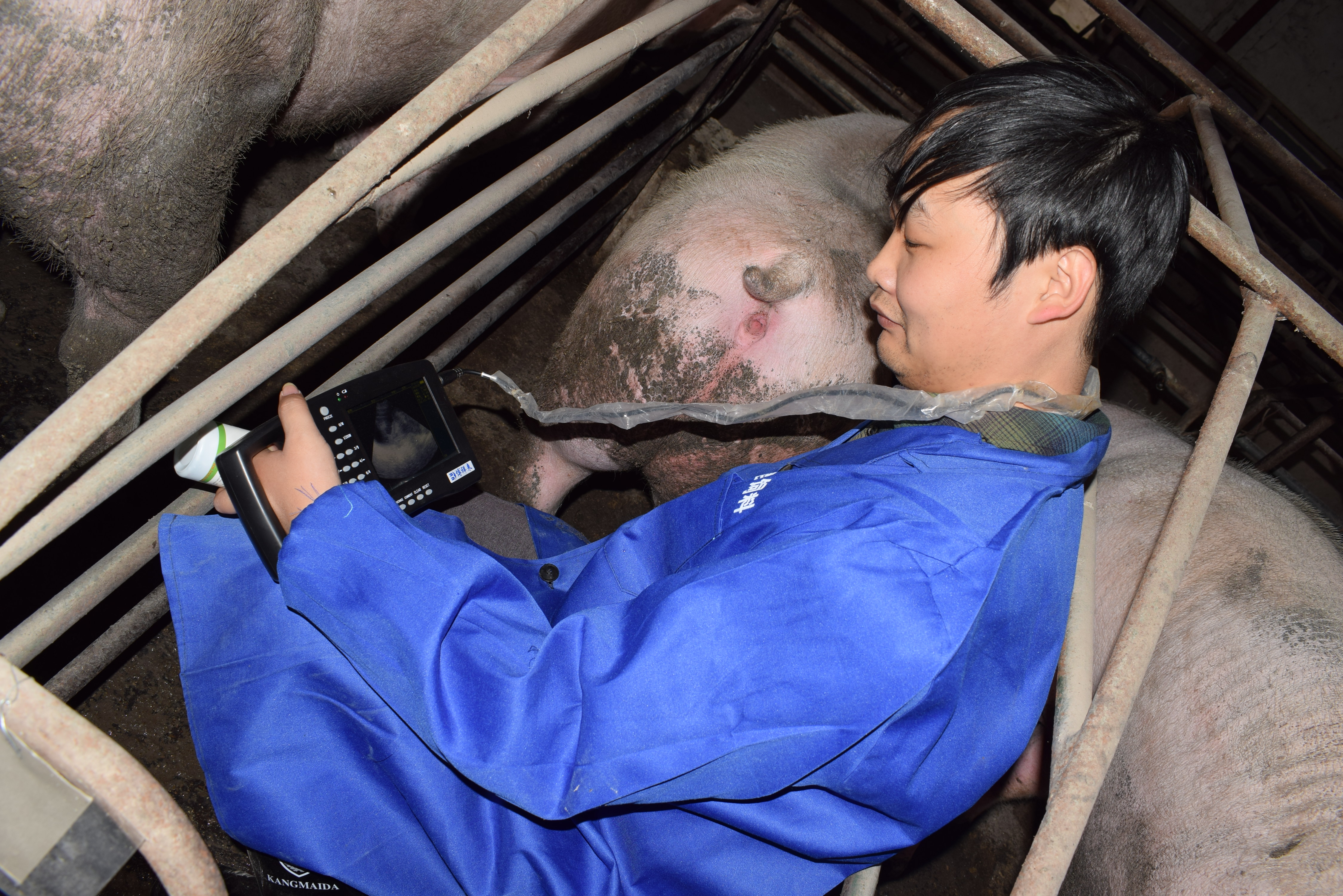BXL animal ultrasound instrument pig farm backfat eye muscle test case(图15)