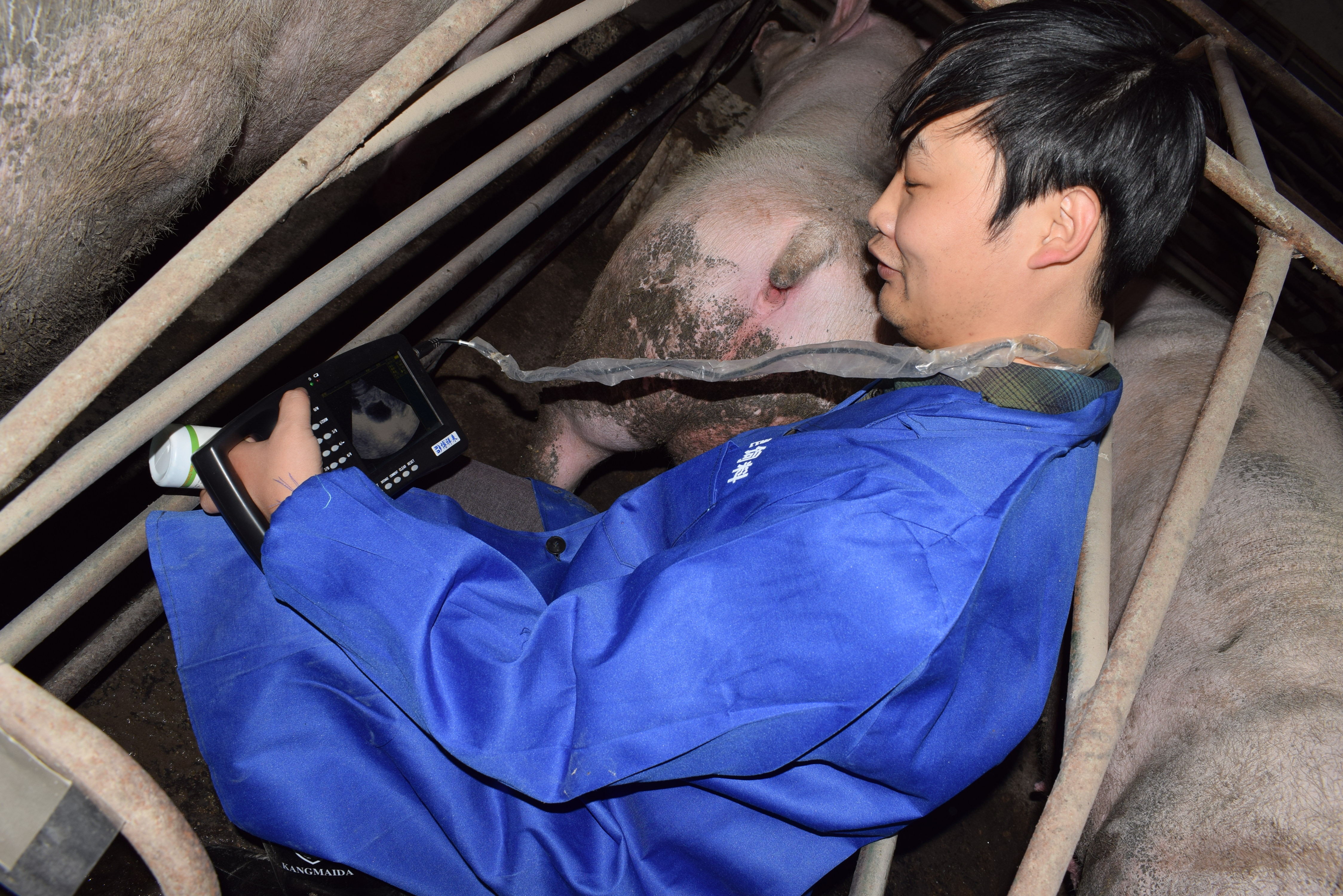 BXL animal ultrasound instrument pig farm backfat eye muscle test case(图16)