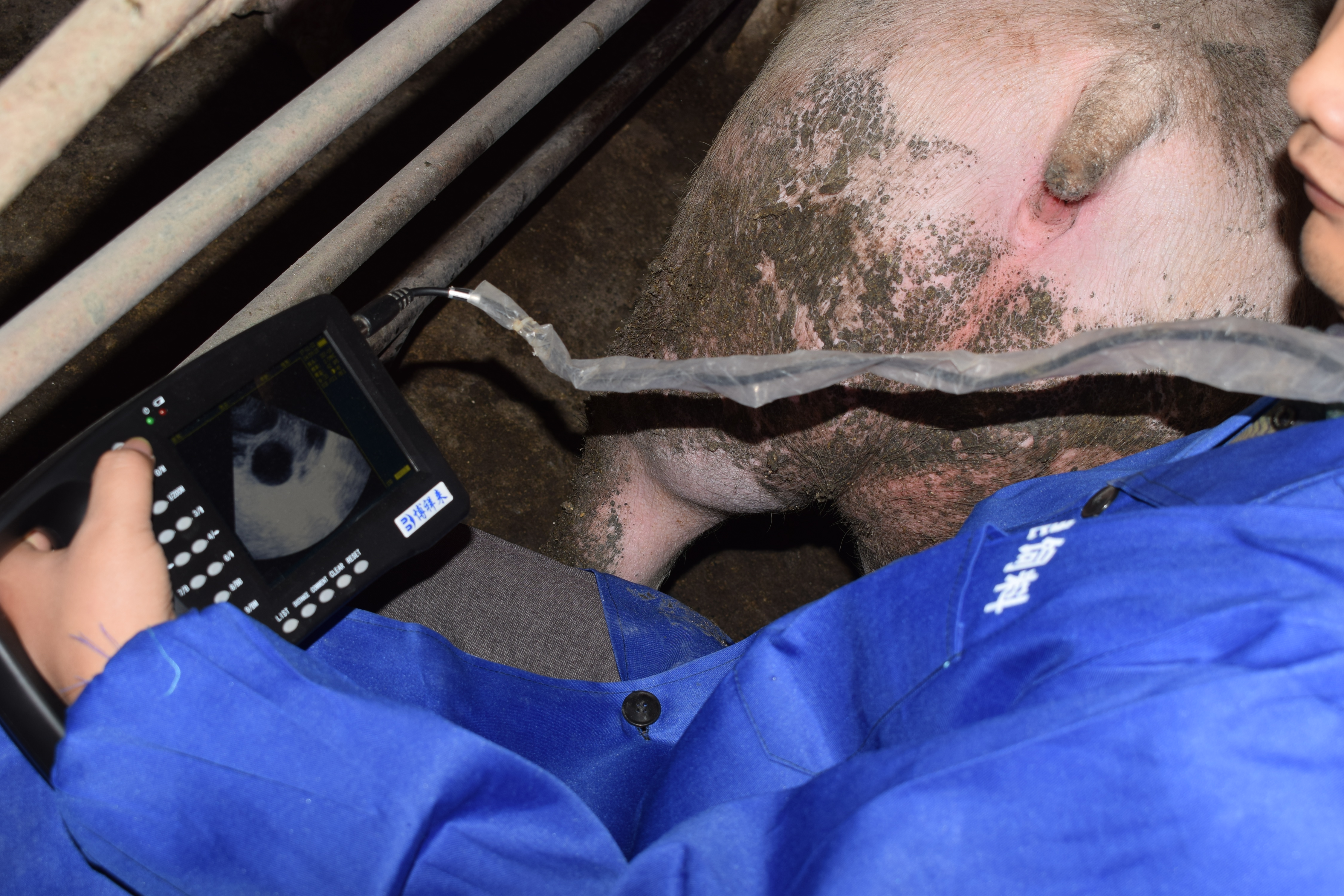 BXL animal ultrasound instrument pig farm backfat eye muscle test case(图17)