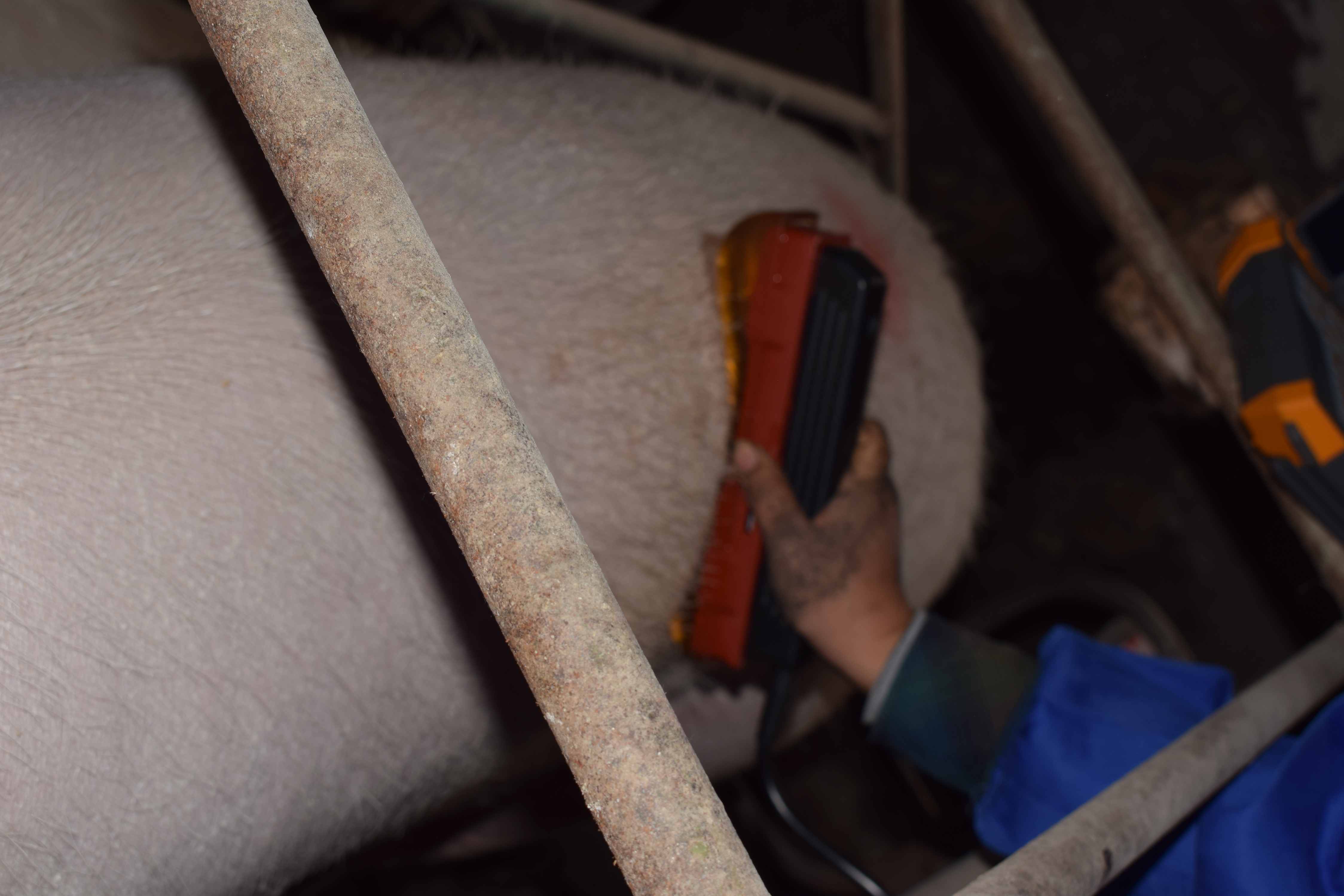 BXL animal ultrasound instrument pig farm backfat eye muscle test case(图18)