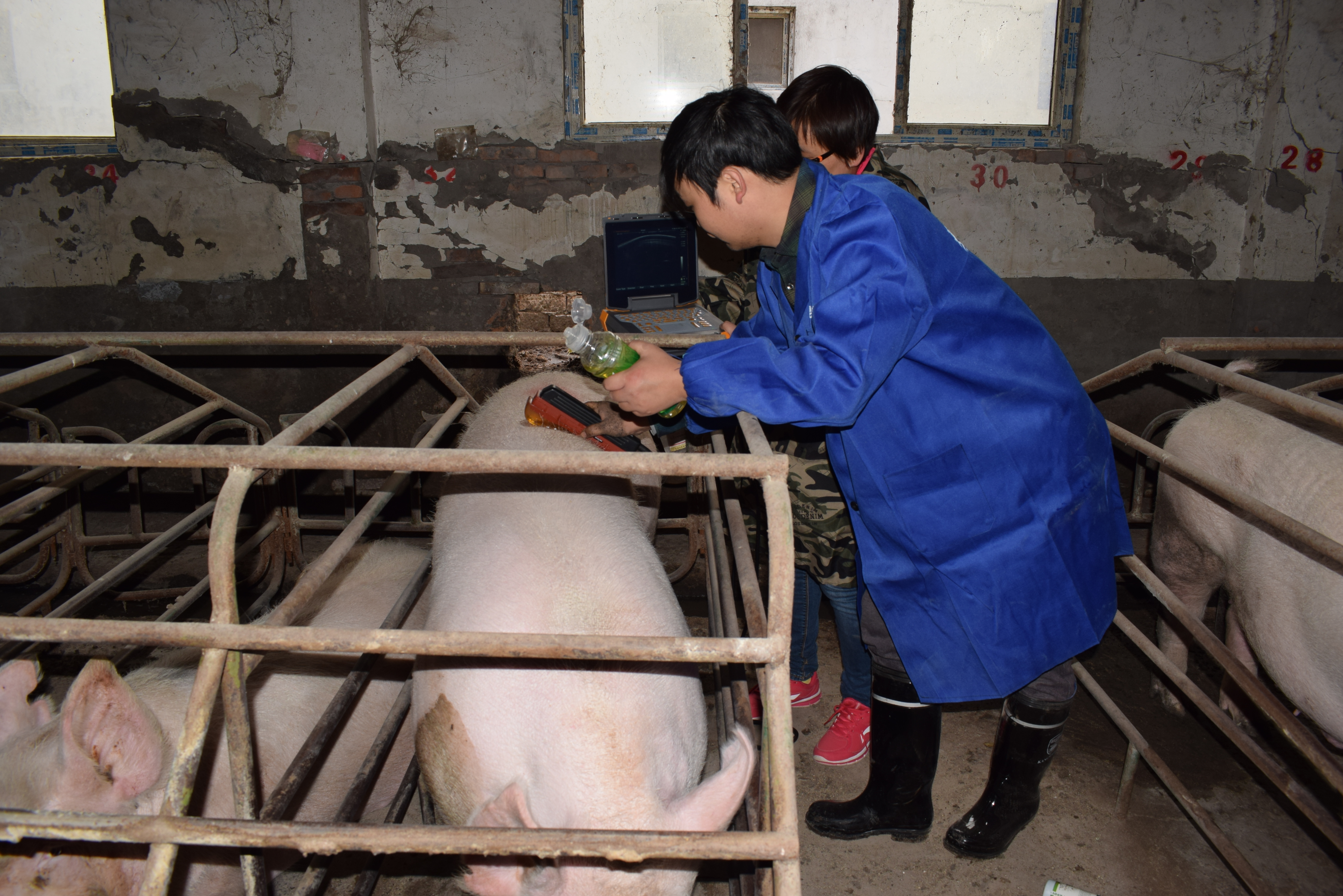 BXL animal ultrasound instrument pig farm backfat eye muscle test case(图19)