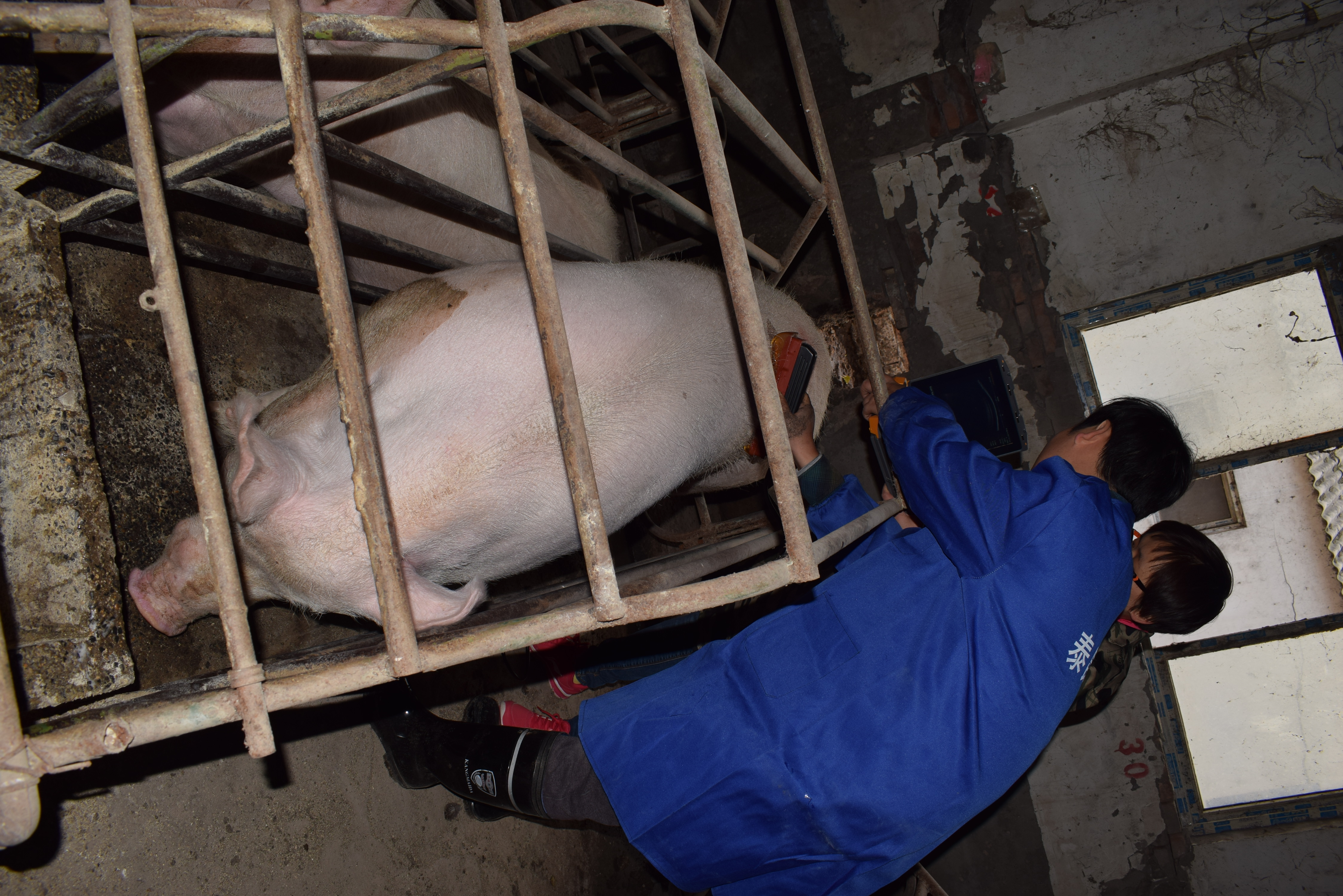 BXL animal ultrasound instrument pig farm backfat eye muscle test case(图20)