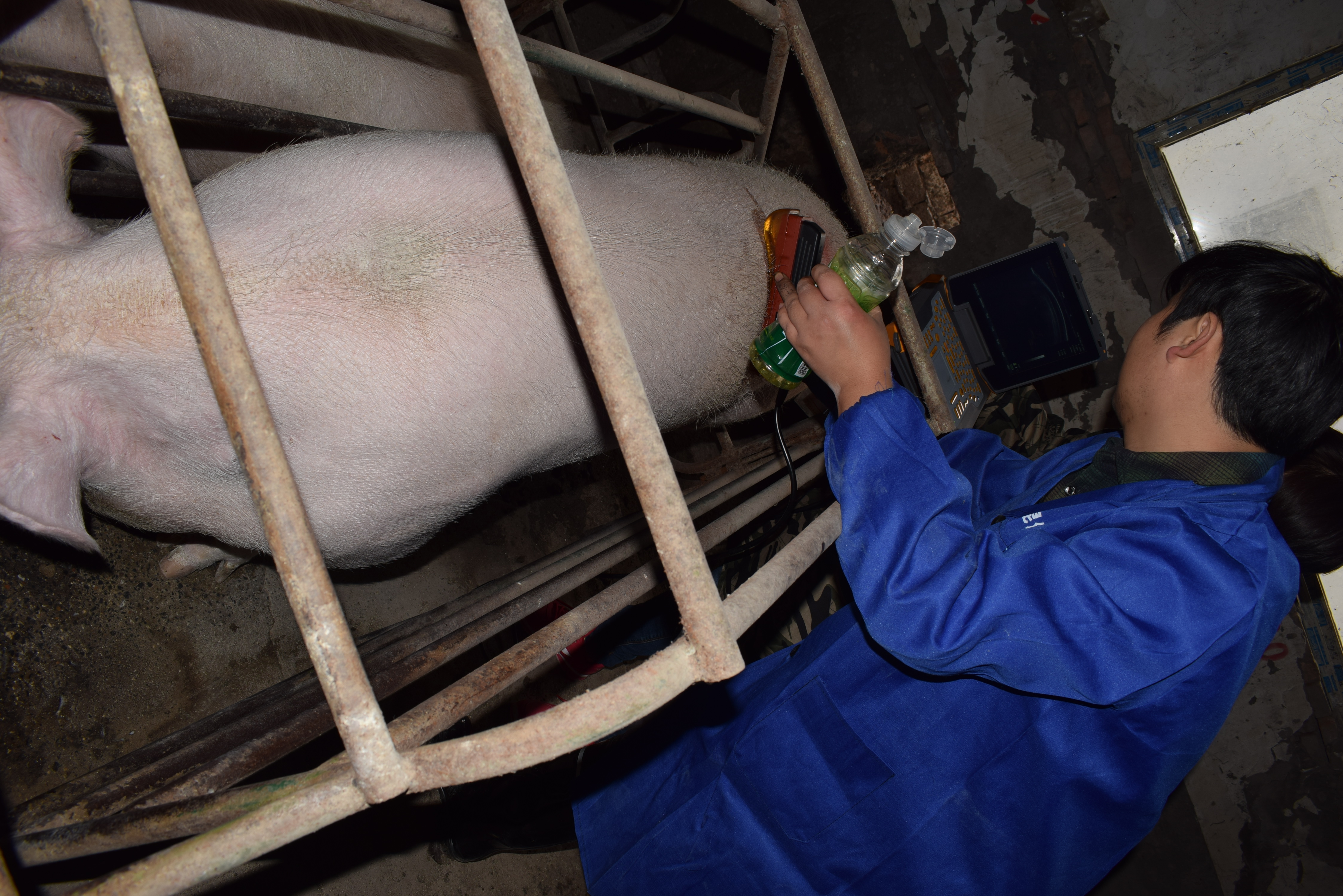 BXL animal ultrasound instrument pig farm backfat eye muscle test case(图21)