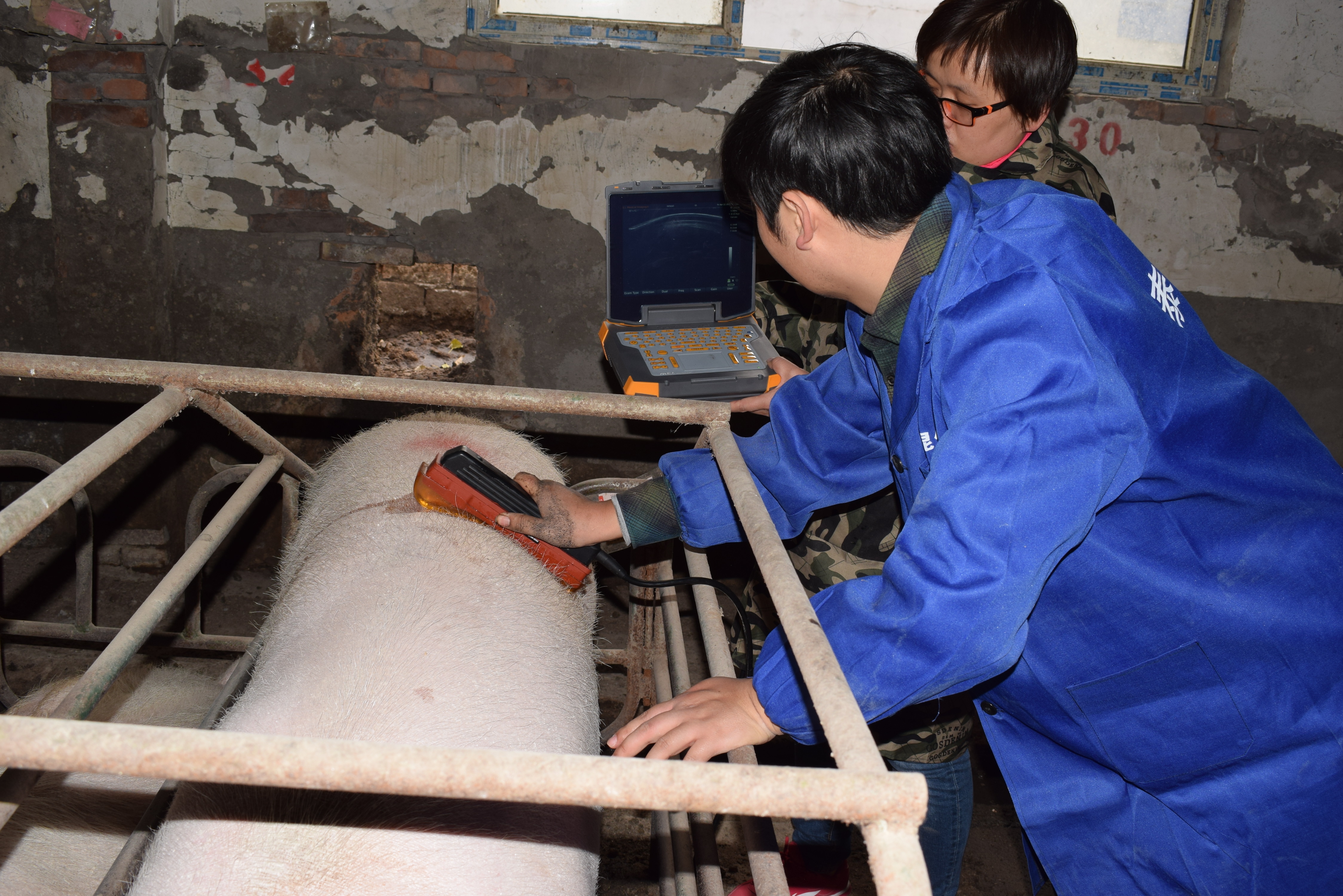 BXL animal ultrasound instrument pig farm backfat eye muscle test case(图23)