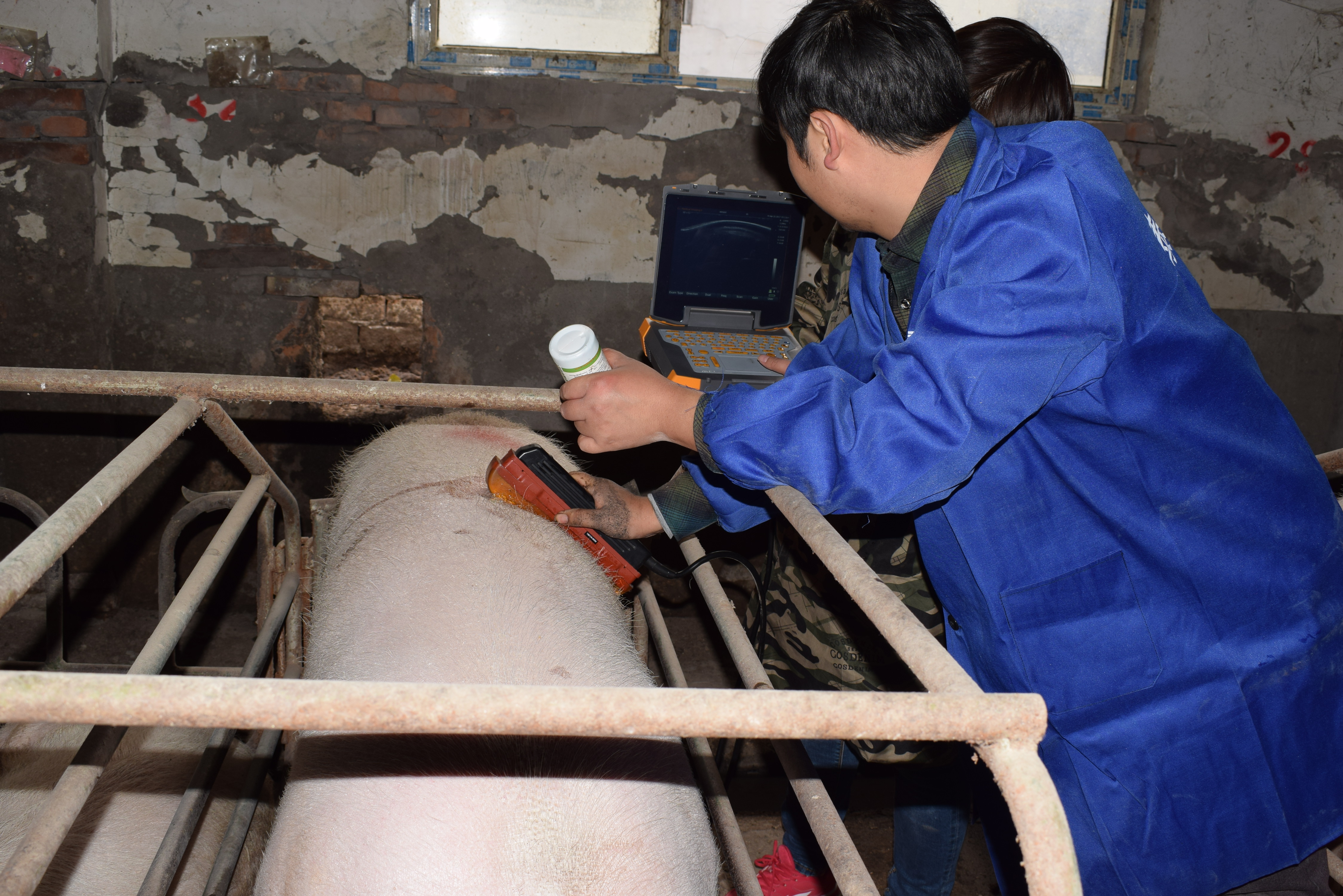 BXL animal ultrasound instrument pig farm backfat eye muscle test case(图25)