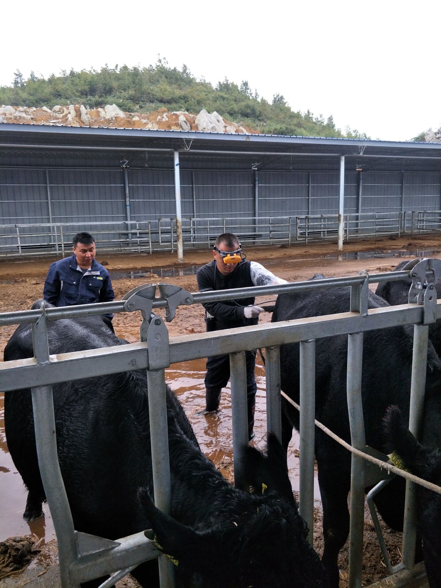 BXL veterinary ultrasonic instrument manufacturer Evergrande Dafang County training(图8)