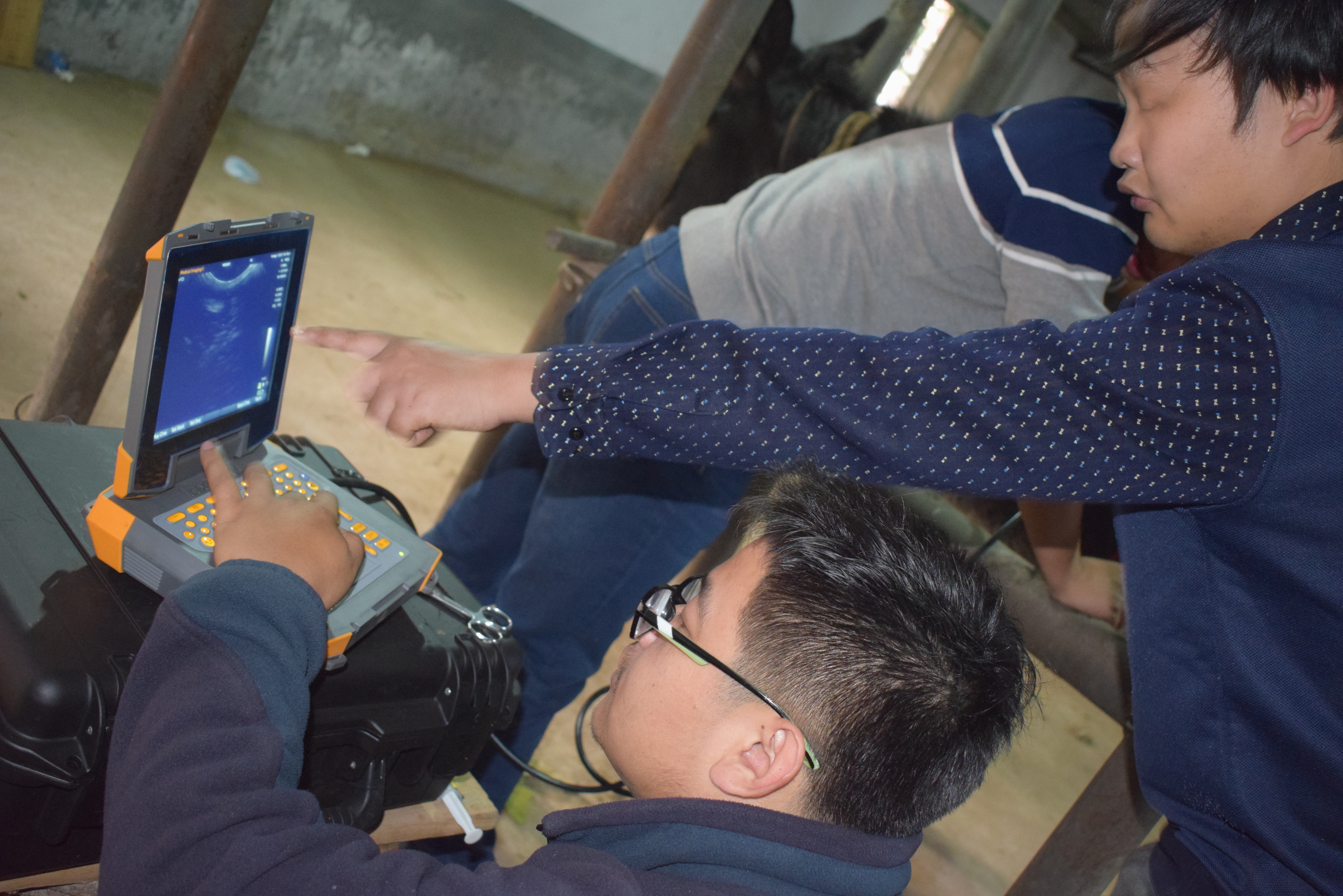BXL animal ultrasound instrument factory farm cattle and donkey testing(图1)
