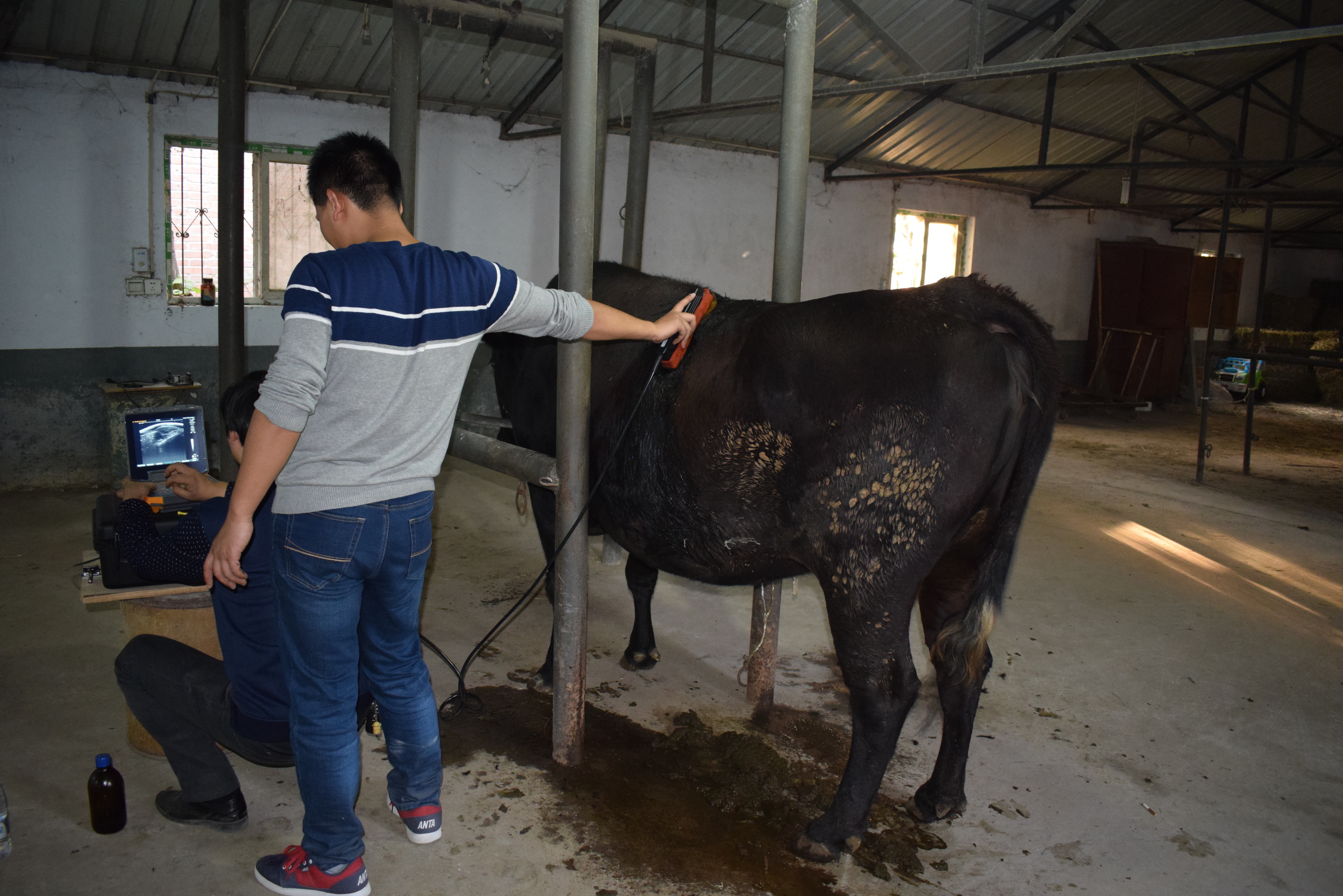 BXL animal ultrasound instrument factory farm cattle and donkey testing(图2)
