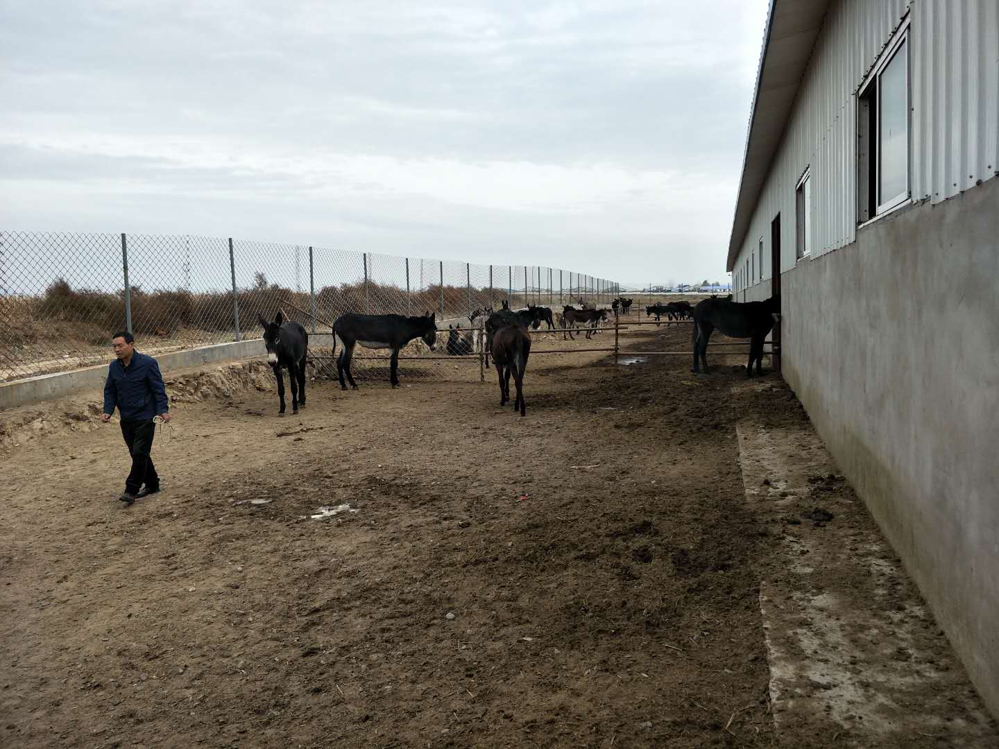 BXL animal ultrasonic equipment manufacturers donkey farm training(图14)
