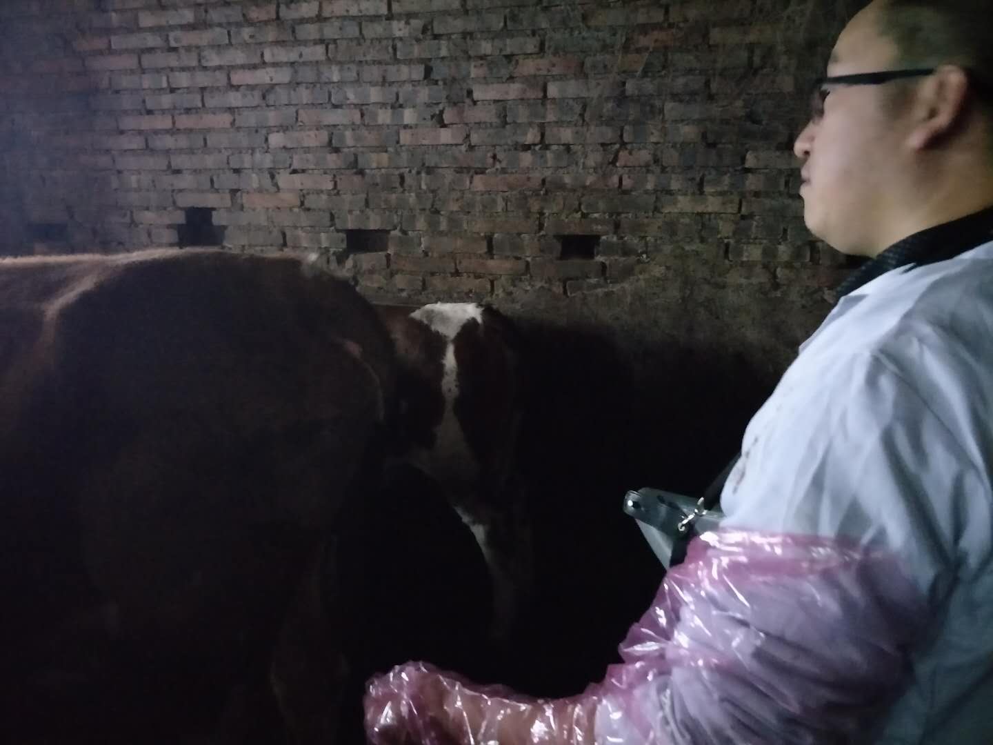 BXL veterinary ultrasound instrument manufacturer Anyang cattle testing training(图2)