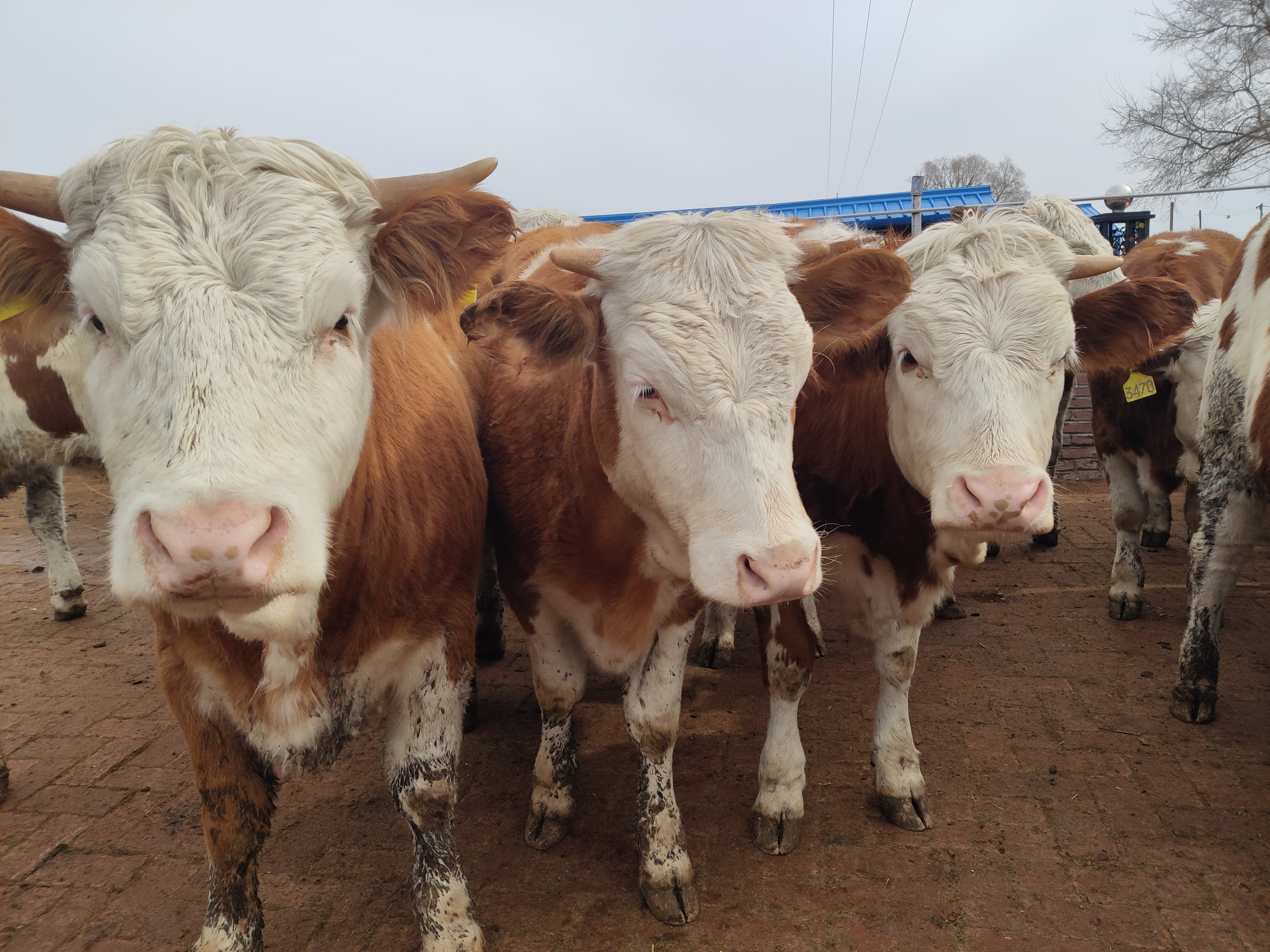 Why use ultrasound to detect pregnancy in cows?(图1)
