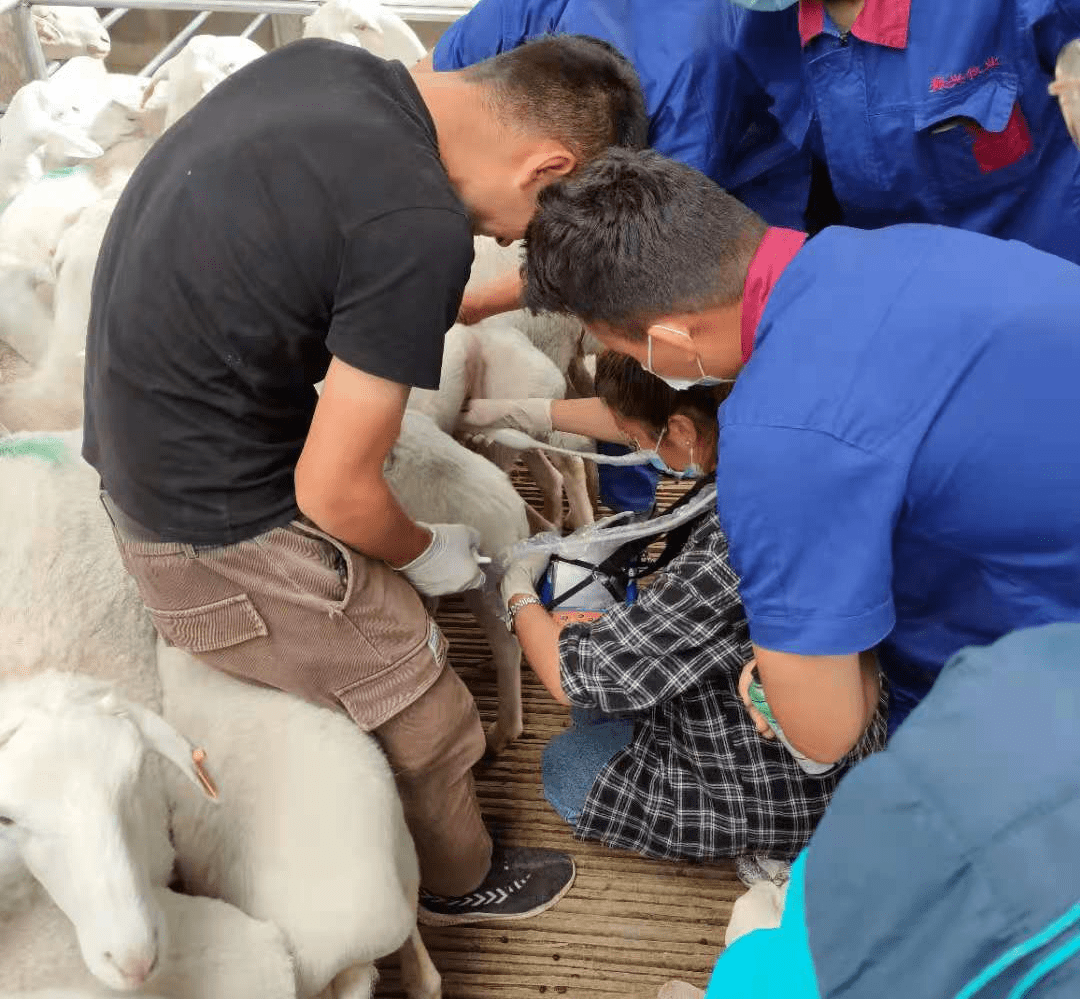 How to detect estrus and timing of ewe mating using B-ultrasound in sheep(图1)