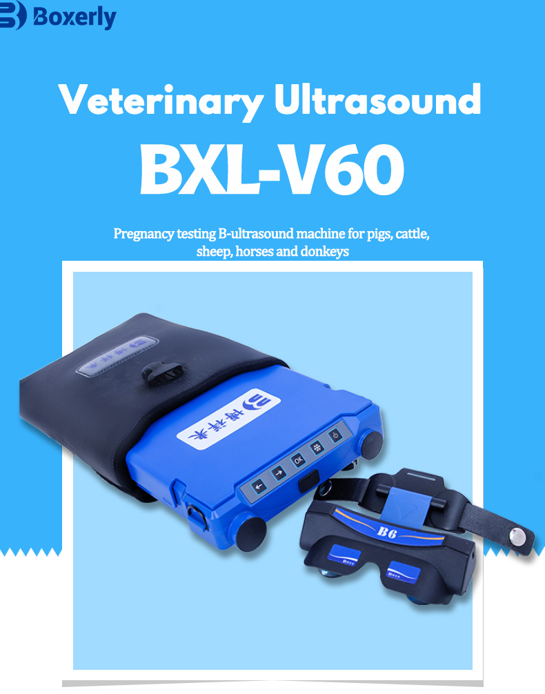 Why Would a Vet Want an Ultrasound? Exploring the Key Reasons for Using Ultrasound in Veterinary Care(图1)