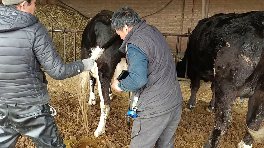 Veterinary B-ultrasound machine: Ultrasound examination and analysis of the corpus luteum(图1)