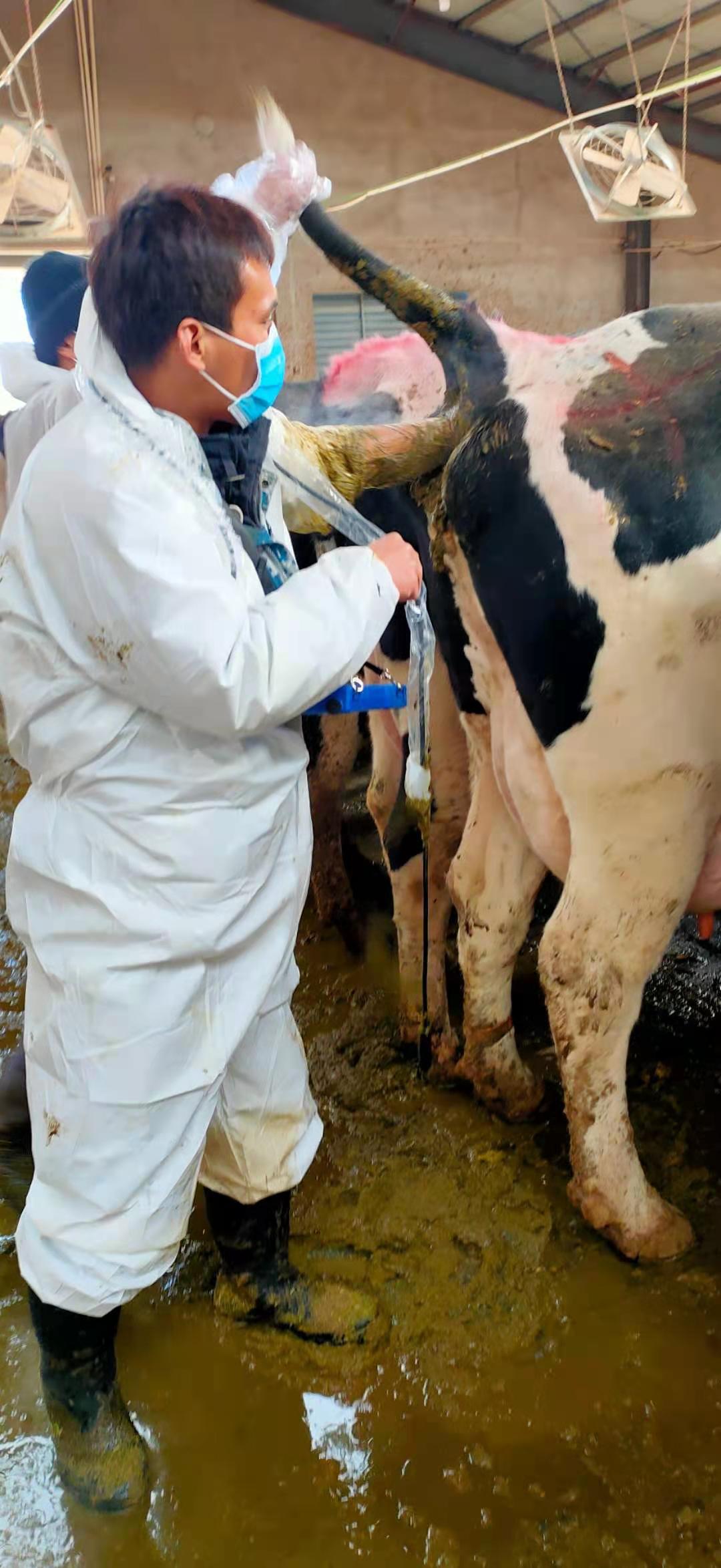 ReproScan Ultrasound Price: How Much Does a ReproScan Ultrasound Machine Cost for Livestock and Cattle Farms?(图1)