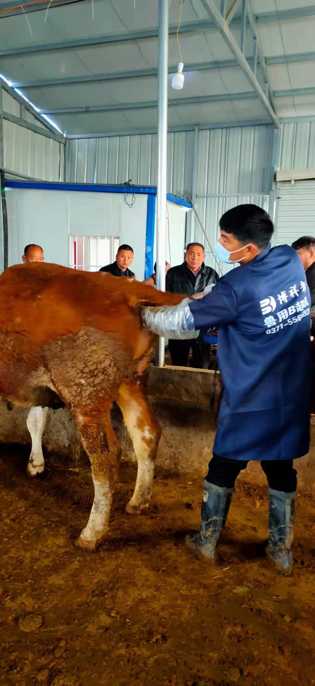 BXL Pregnancy Scanners for Cattle: Affordable and Reliable Solutions for Livestock Management(图1)