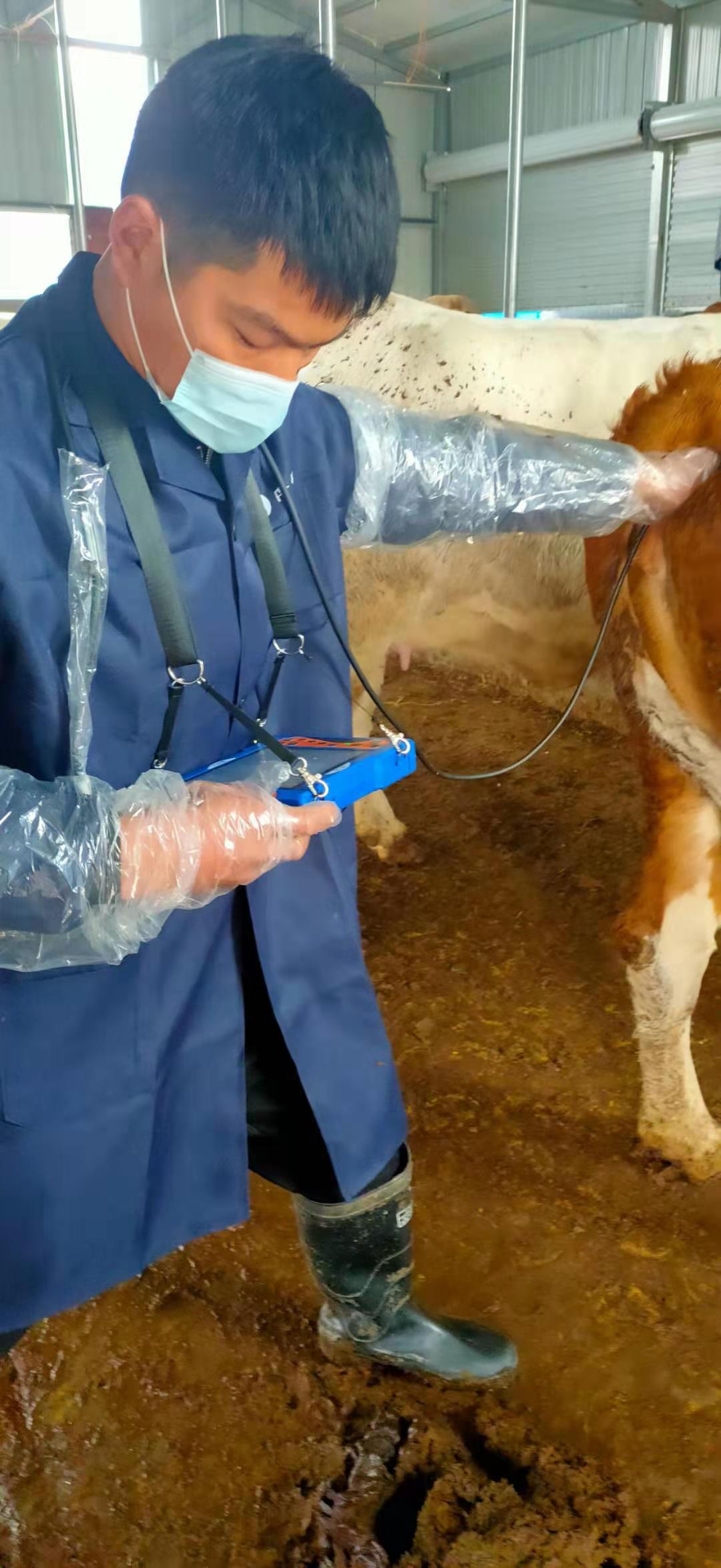 Cow Ultrasound Pregnancy: Early Detection, Benefits, and What to Expect(图1)