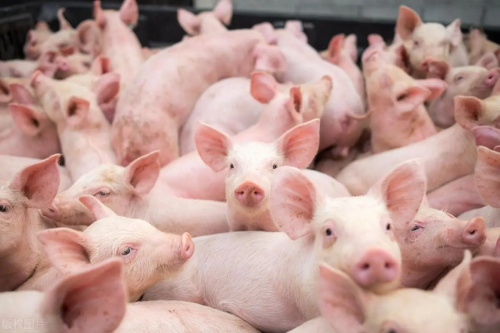 How Swine Ultrasound Machines and Smart Farming Systems Work Together to Boost Efficiency(图1)