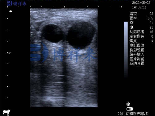 How does veterinary ultrasound work(图3)