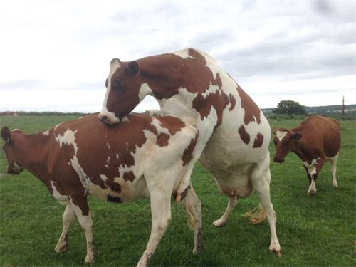 Do Non-pregnant Cows Lactate During the Dry Period?(图1)