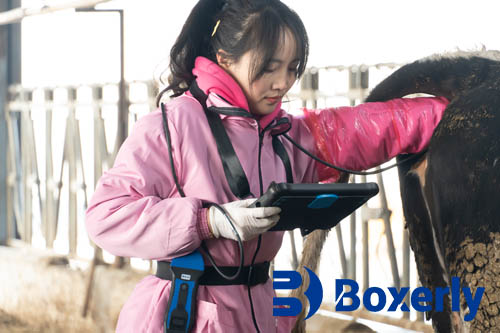 Do Non-pregnant Cows Lactate During the Dry Period?(图2)
