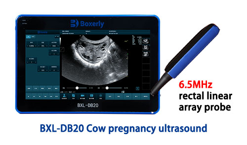 Do Non-pregnant Cows Lactate During the Dry Period?(图3)