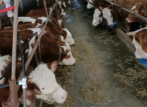 How to Identify Signs of an Open Cow (Non-Pregnant): Symptoms and Visual Cues(图1)