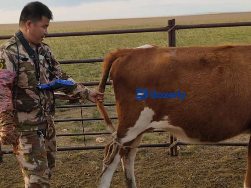 How to Identify Signs of an Open Cow (Non-Pregnant): Symptoms and Visual Cues(图2)