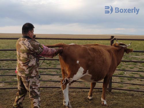 How to Identify Signs of an Open Cow (Non-Pregnant): Symptoms and Visual Cues(图3)