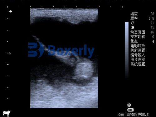 How to Become a Veterinary Ultrasound Technician(图4)