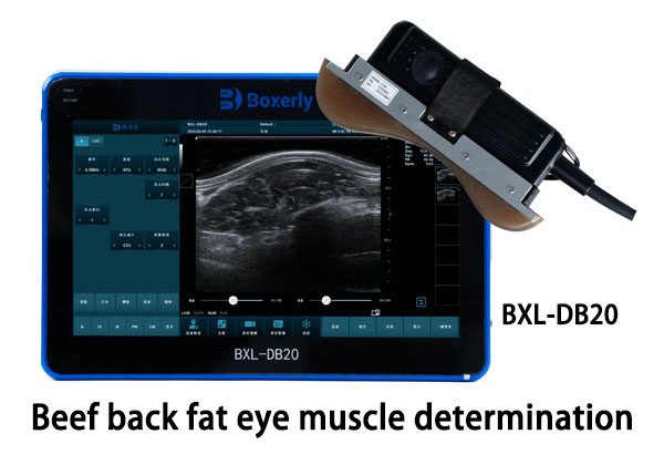 What is Back Fat Thickness in Ultrasound?(图5)