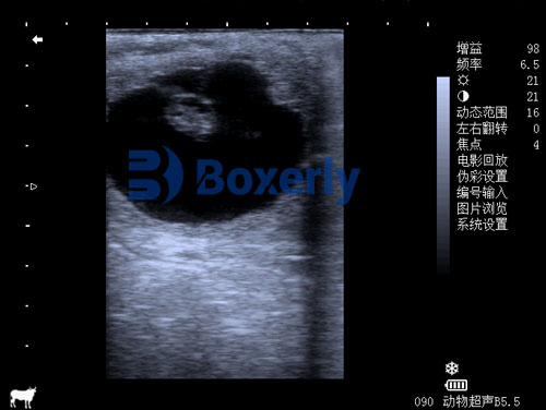 Can You Use a Vet Ultrasound Machine on Humans(图3)