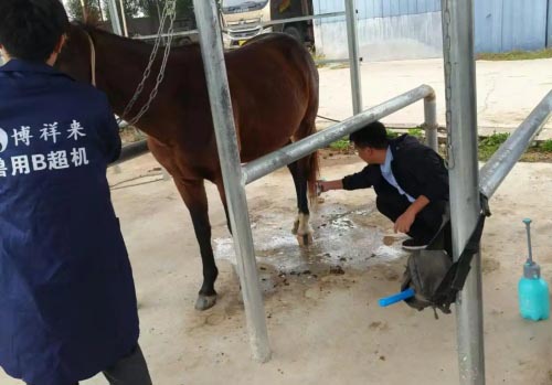 can a horse recover from a tendon injury(图5)
