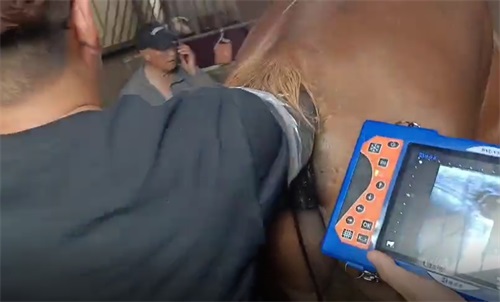 how to ultrasound a pregnant horse(图1)