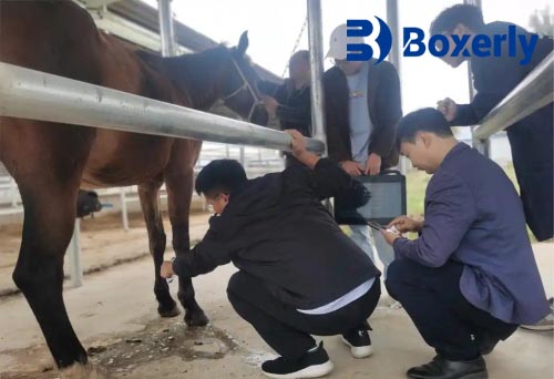 can a horse recover from a tendon injury(图2)