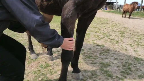 can a horse recover from a tendon injury(图1)