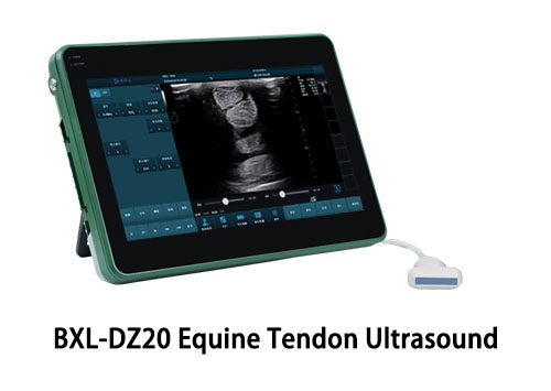 can a horse recover from a tendon injury(图3)