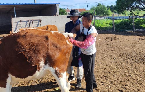 Advances in Ovum Pick Up Techniques for Cattle Reproduction(图1)