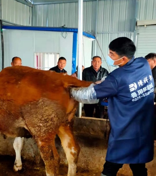 Anhui cattle farm BXL-v50 veterinary ultrasound instrument detection(图1)