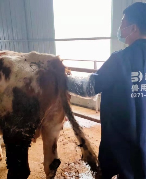 Anhui cattle farm BXL-v50 veterinary ultrasound instrument detection(图2)