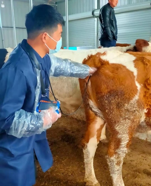 Anhui cattle farm BXL-v50 veterinary ultrasound instrument detection(图3)